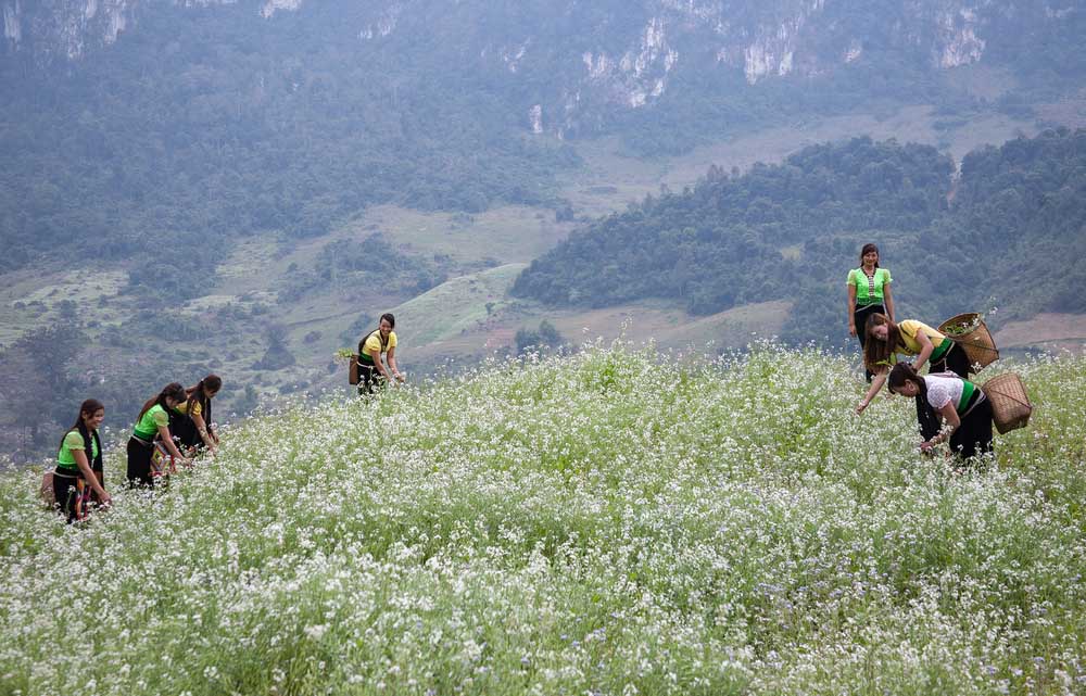 Moc Chau