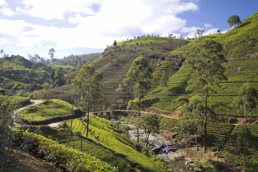 Nuwara Eliya