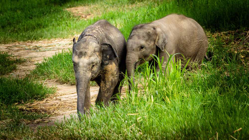 Elephant Nature Park