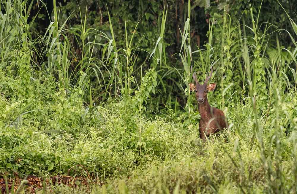 Kinabatangan