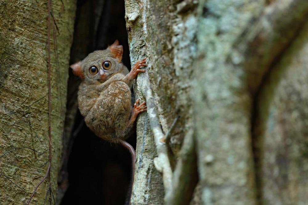 Tangkoko