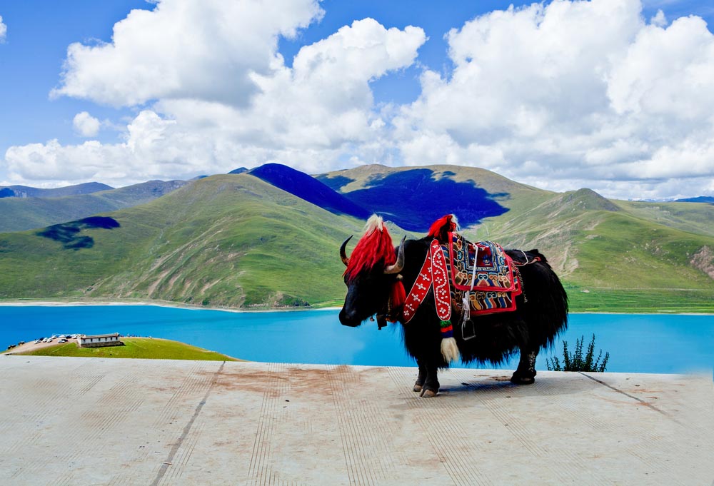 Tibet