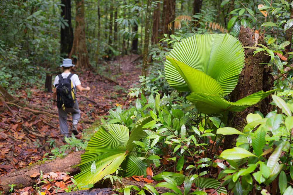 Parque Nacional Lambir Hills