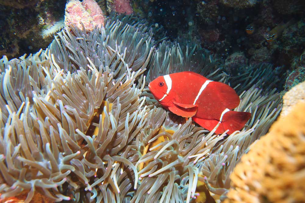 Buceo Koh Tao