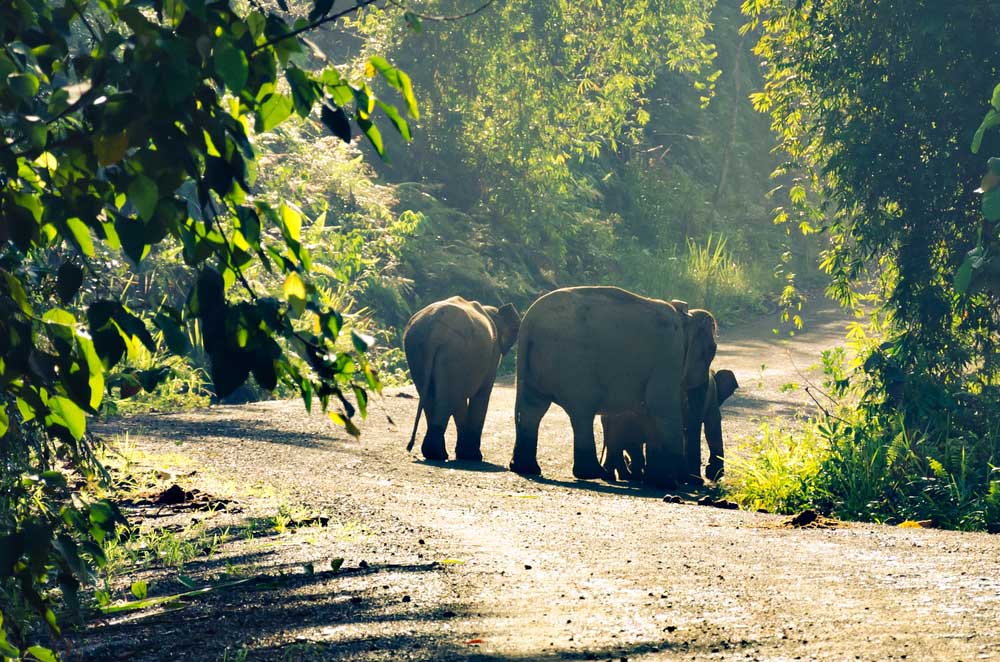 Danum Valley